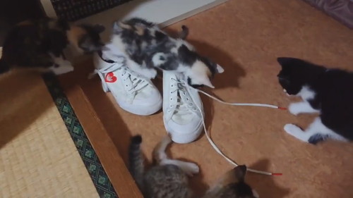 靴職人見習い猫ちゃんたち