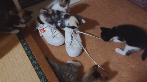 靴職人見習い猫ちゃんたち