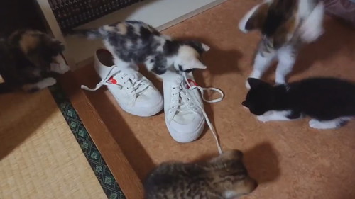 靴職人見習い猫ちゃんたち