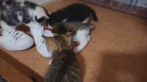 靴職人見習い猫ちゃんたち