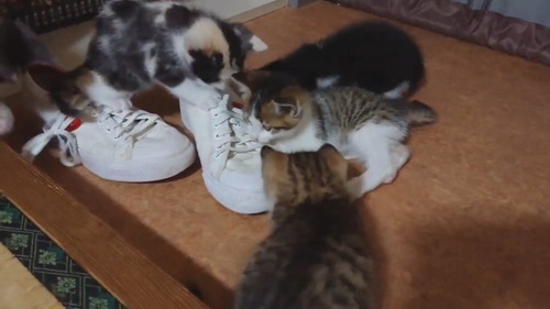 靴職人見習い猫ちゃんたち