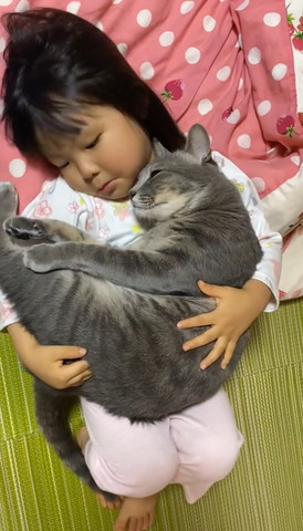 猫の寝顔をのぞいてる女の子