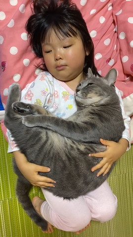 抱っこしてくれる女の子を見る猫