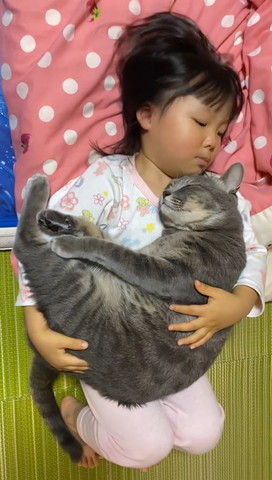 うっとりする猫を見る女の子