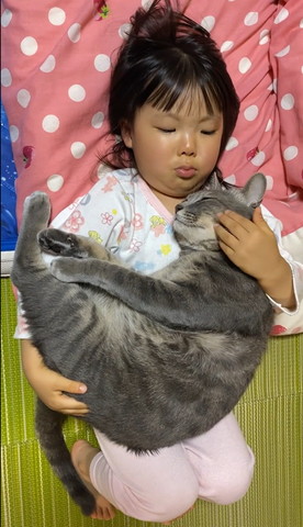 寝てる猫の顔をなでる女の子