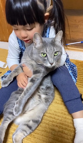 後ろから女の子に抱きしめられる猫カメラ目線
