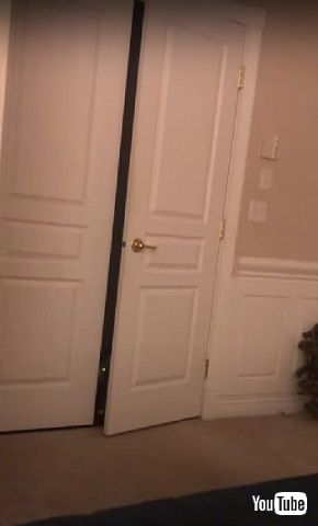 目が光る猫ちゃん