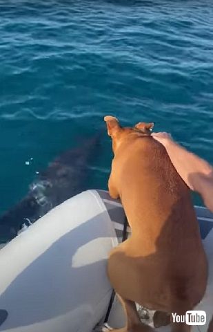 イルカとワンコ