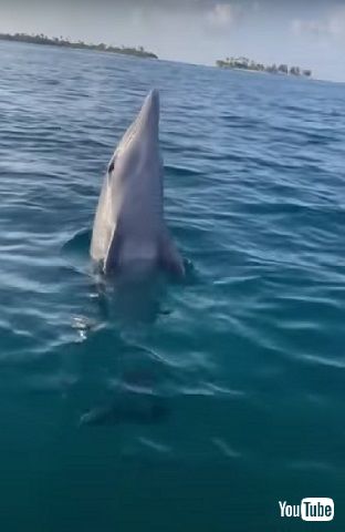 イルカとワンコ