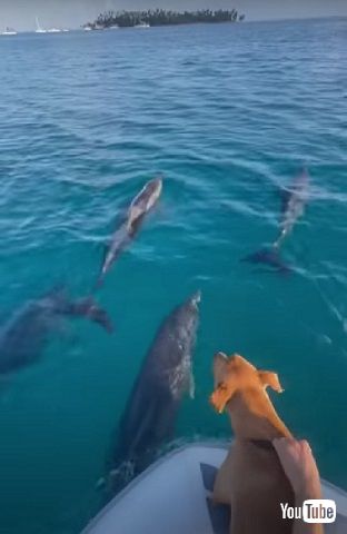 イルカとワンコ