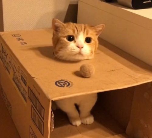 おすすめ
