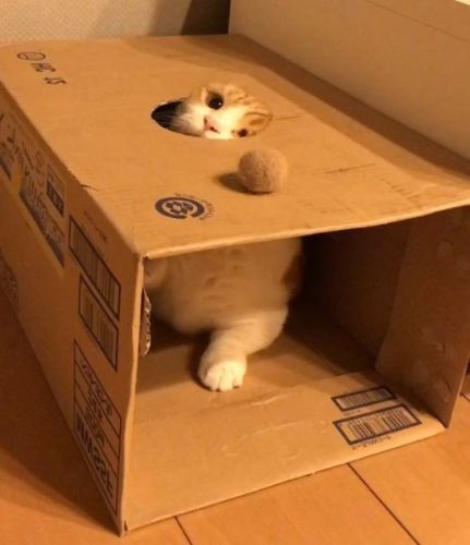 ちらっとみる猫