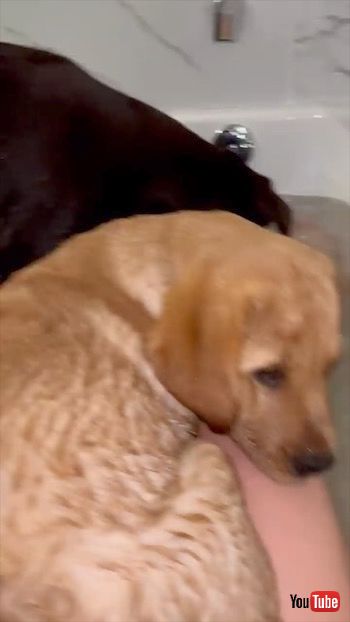 お風呂に入る子犬たち