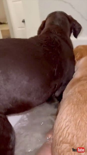 お風呂に入る子犬2匹