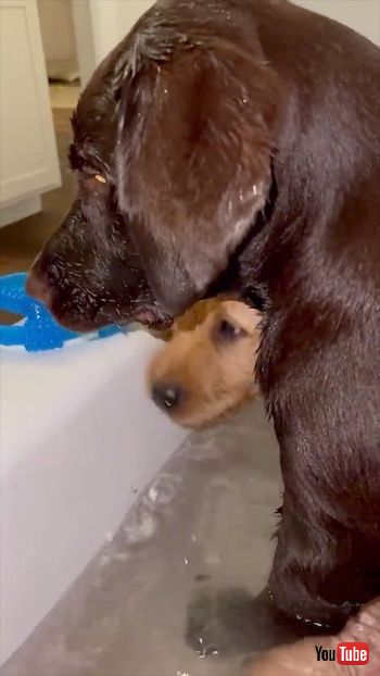 おもちゃで遊ぶ子犬たち