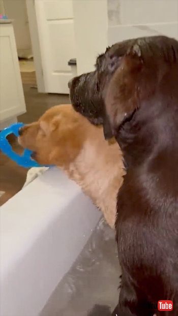 気持ちよさそうな子犬たち