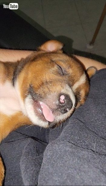 抱っこで寝ちゃったワンコ