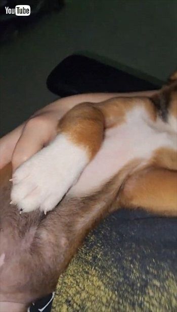 抱っこで寝ちゃったワンコ