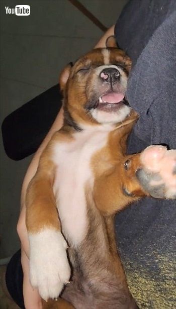 抱っこで寝ちゃったワンコ