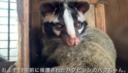 ひとりぼっちのハクビシンを保護