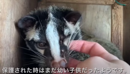ひとりぼっちのハクビシンを保護