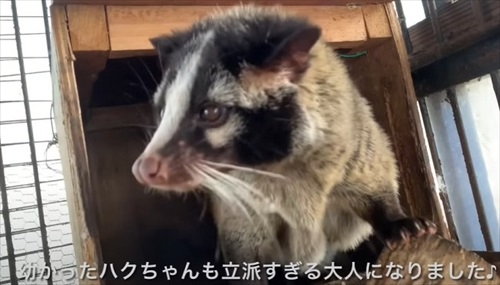 ひとりぼっちのハクビシンを保護