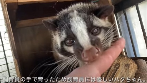 ひとりぼっちのハクビシンを保護