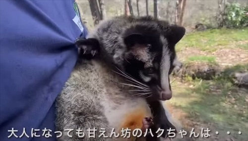 ひとりぼっちのハクビシンを保護