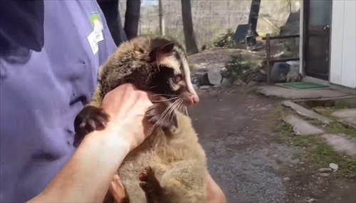 ひとりぼっちのハクビシンを保護