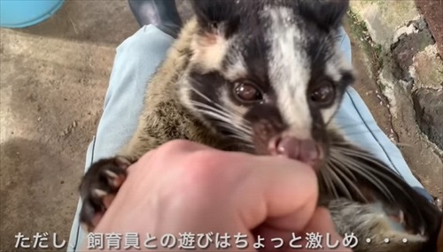 ひとりぼっちのハクビシンを保護