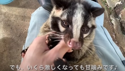 ひとりぼっちのハクビシンを保護