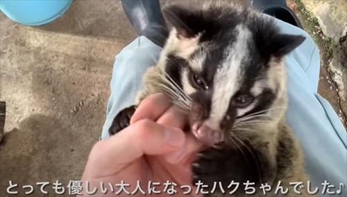 ひとりぼっちのハクビシンを保護