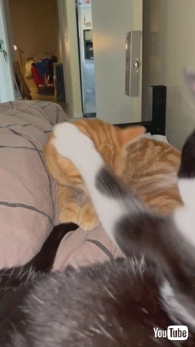 「Cat Gets Slapped For Messing With Tail || ViralHog」