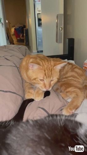 しっぽをつかまえたゼファーくん