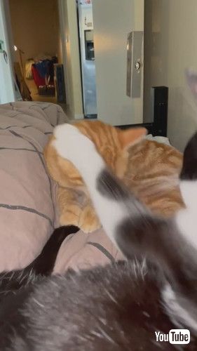 怒られたゼファーくん