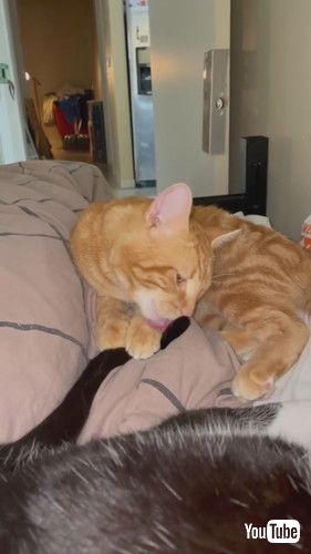 毛づくろいでごめんなさい