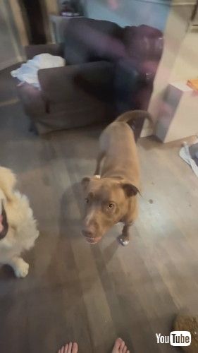 「シット」と言っても伝わらない犬