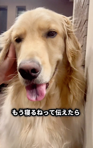 寝ると伝えたときの愛犬の反応