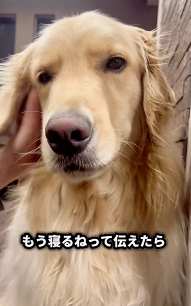 寝ると伝えたときの愛犬の反応