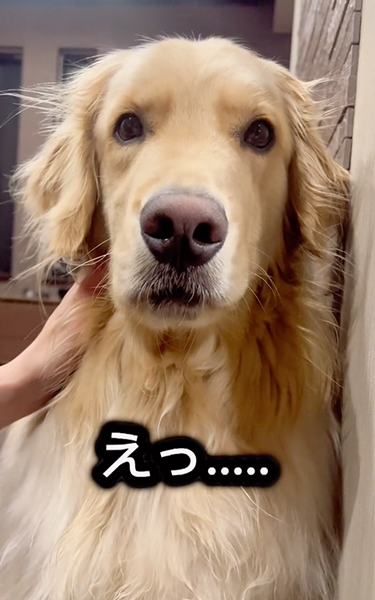 寝ると伝えたときの愛犬の反応