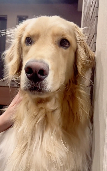 寝ると伝えたときの愛犬の反応