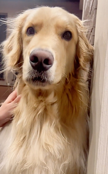 寝ると伝えたときの愛犬の反応