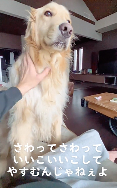 なでてアピール