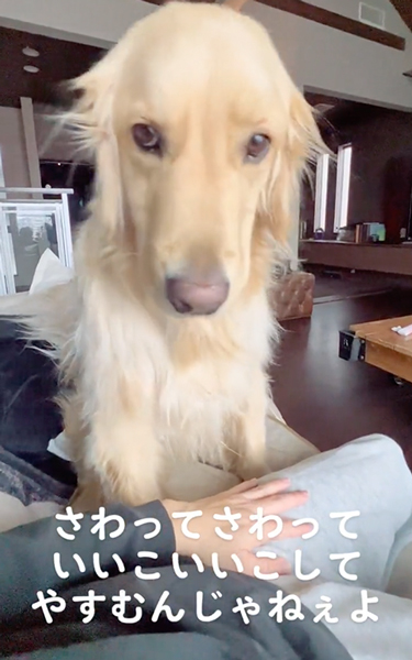 なでてアピール