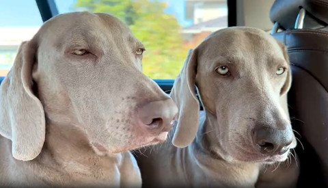 半目でほぼ正面向くワンコ兄弟