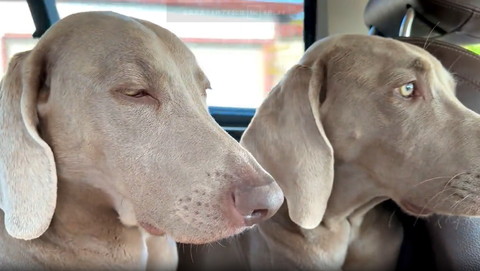 半目ワンコと前見るワンコ