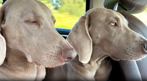 目つむるワンコと前見るワンコ