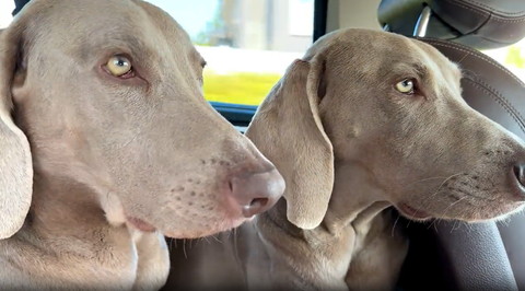 前見るワンコ兄弟