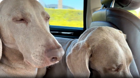 目がうつろなワンコと下向くわんこ