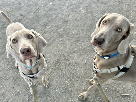 見上げるワンコ2匹